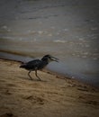 mangrove heron by the beach