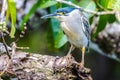 Mangrove Heron, Mauritius