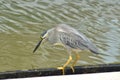 Mangrove heron - Butorides striata on the look out for fish