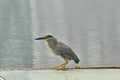 Mangrove heron - Butorides striata on the look out for fish