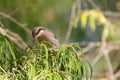 Mangrove Honeyeater bird perching on bottlebrush branch in forest, Western Australia