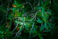 Mangrove hummingbird, Amazilia boucardi, in the coastal tree forest vegetation. Hummingbird in the green habitat, with white