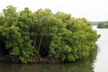 mangrove island, is a shrub or tree that grows mainly in coastal saline or brackish water. also called halophytes, and are adapted Royalty Free Stock Photo