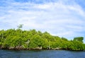 Mangrove island on a sunny day