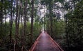 Mangrove jungle trek