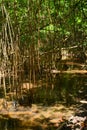 Mangrove jungle in wild environment. Safe ecology