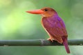 Mangrove kingfisher halcyon coromanda calmly perching on bamboo wood against early morning lighting reflection to tree leafs