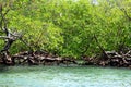 Mangrove lush trees with exposed roots