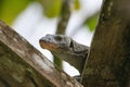Mangrove monitor or Western Pacific Monitor Lizard. ( Varanus indicus) Raja Ampat, Indonesia