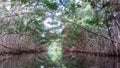 Mangrove at the Moule in Guadeloupe Royalty Free Stock Photo