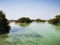Al Jubail mangrove park in Abudhabi,UAE. Royalty Free Stock Photo