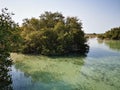 Al Jubail mangrove park in Abudhabi,UAE. Royalty Free Stock Photo