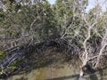 Mangrove forest in  Al Jubail Park, Abu Dhabi, UAE. Royalty Free Stock Photo