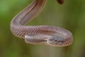 Mangrove pit viper