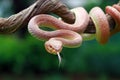 Mangrove pit viper closeup Royalty Free Stock Photo