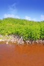 Mangrove plant red water and aerial roots blue sky