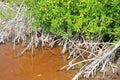 Mangrove plant red water and aerial roots blue sky Royalty Free Stock Photo