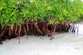 Mangrove plant in sea shore aerial roots Caribbean Royalty Free Stock Photo