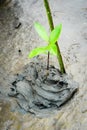 Mangrove Planting in asia wetland Royalty Free Stock Photo