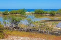 Mangrove plants at coast of island Bonaire