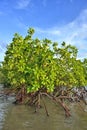 Mangrove plants