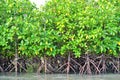 Mangrove plants