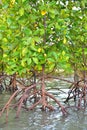 Mangrove plants