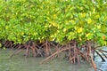 Mangrove plants