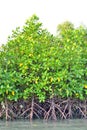 Mangrove plants