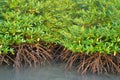 Mangrove plants