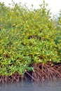 Mangrove plants