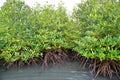 Mangrove plants