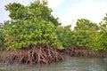 Mangrove plants 2