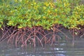 Mangrove plants