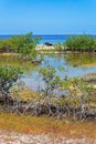 Mangrove plants at shore of island Bonaire