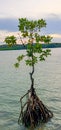 Mangrove plants are a type of plant that has strong roots, so they can dampen waves, storms and tsunamis. Royalty Free Stock Photo