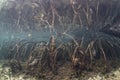 Mangrove Prop Roots Underwater