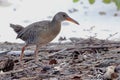 Mangrove Rail Rallus longirostris walking in the middle of the mangrove Royalty Free Stock Photo