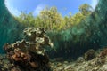 Mangrove and the reef, Raja ampat, Indonesia
