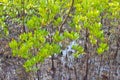 Mangrove rhizophora