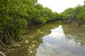 Mangrove River Royalty Free Stock Photo