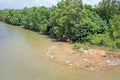 Mangrove River bank