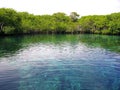 Mangrove river in central america mexico