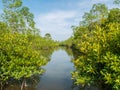 Mangrove River Forest Conservation with Mangrove river