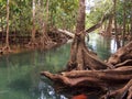 Mangrove river near krabi thailand