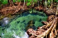 Mangrove root in green water in Krabi Thailand