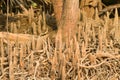 Mangrove roots Royalty Free Stock Photo