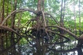 Mangrove roots