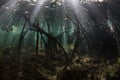 Mangrove Roots and Beams of Sunlight Underwater Royalty Free Stock Photo