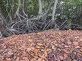 Mangrove roots and close up of red broken ceramic pieces. Original tropical background